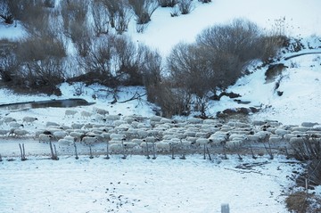 雪地牧羊