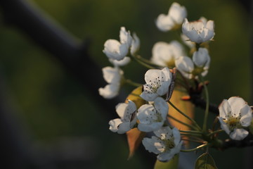 梨花盛开