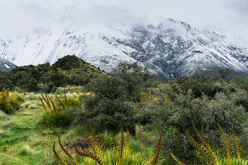 雪山草地