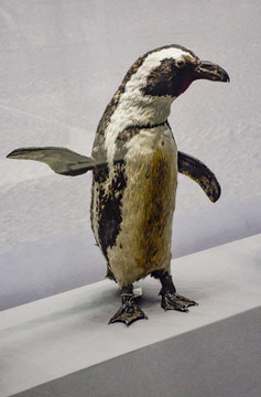 南非企鹅标本