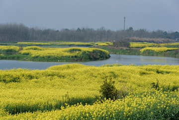 油菜花湿地