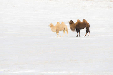 冬天里的骆驼