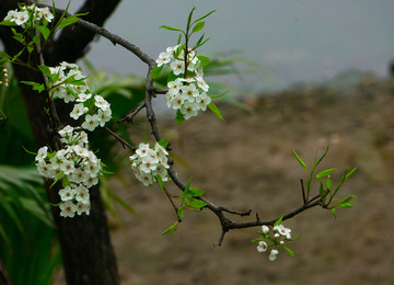 梨花