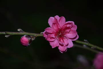 春意