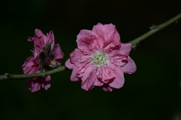 鲜花