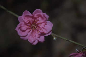 春意