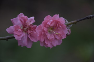 春意