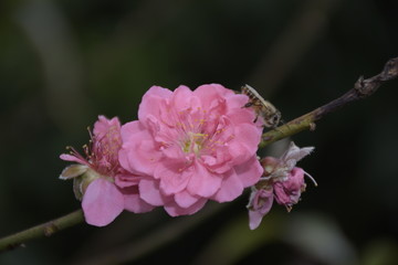 春意