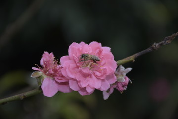 桃花