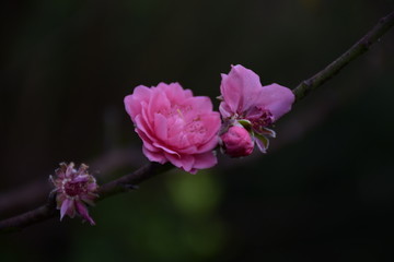 桃花