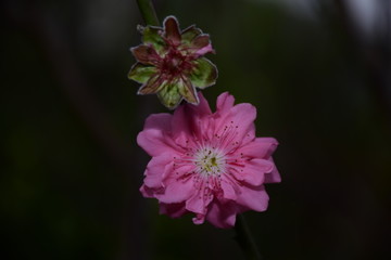 桃花