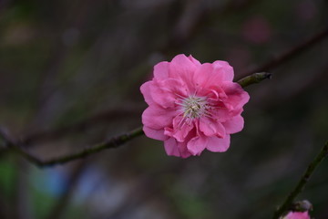 春天里
