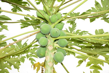 木瓜