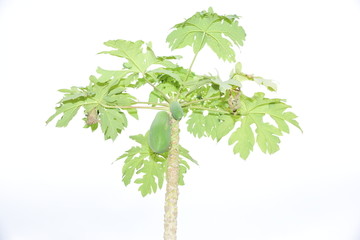 木瓜树