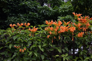 鞭炮花