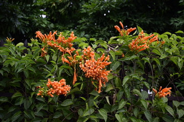 鞭炮花