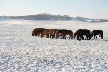 雪地奔马