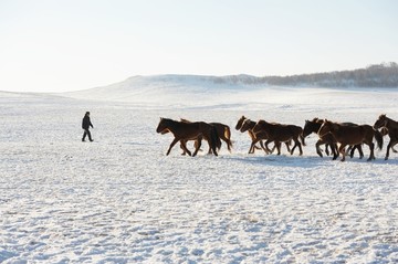 雪地奔马