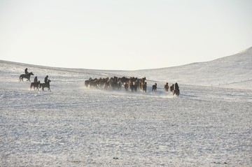 雪地奔马