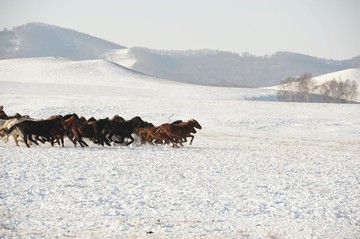 雪地奔马