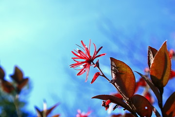 红花檵木