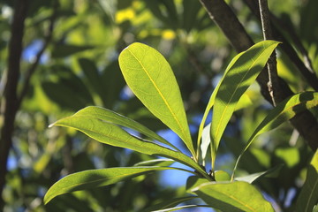 杨梅树叶