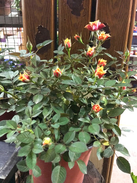 月季花