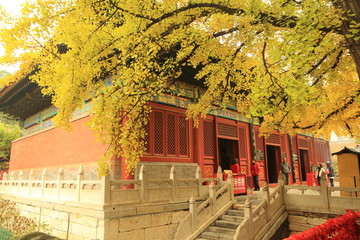 银杏下的北京红螺寺