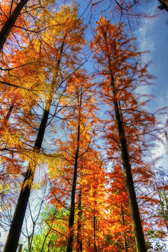 秋天的水杉树黄叶
