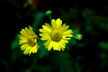 黄色野菊花