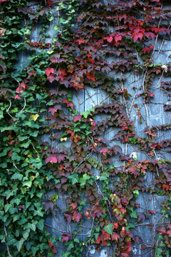 砖墙上的爬山虎红叶