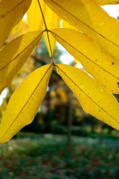 秋天的黄色楝树叶