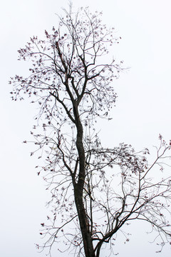 树枝