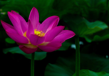 莲花