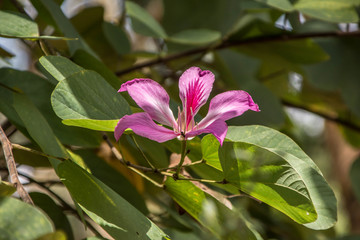紫荆花