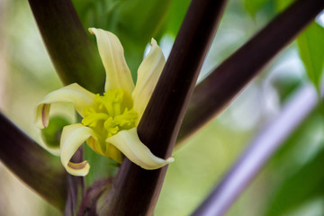 木瓜花