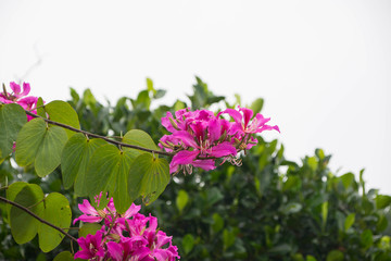 紫荆花