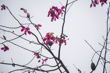 木棉花
