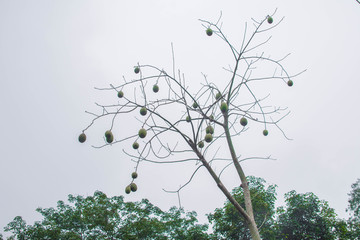 木棉果