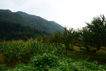 石台茶园风光