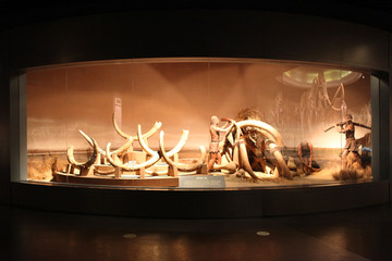 猛犸象大牙化石
