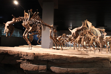野牛骨骼化石
