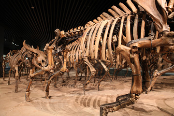 野牛骨骼化石