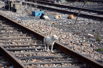 火车道旁的小狗