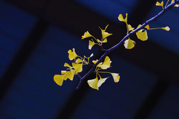 黄叶树枝