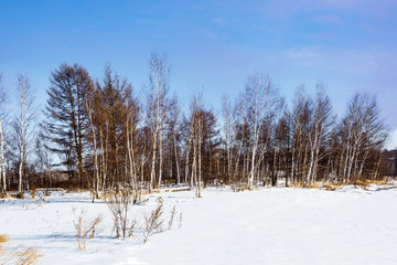 雪景白桦林