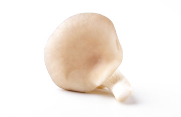 高清蘑菇