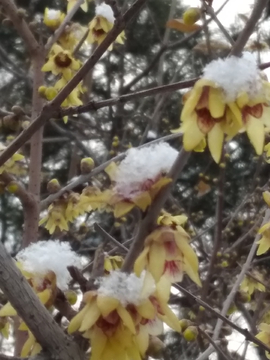 雪梅