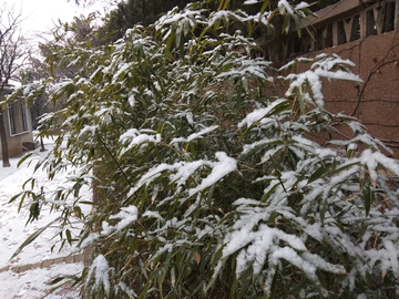 雪吻竹叶