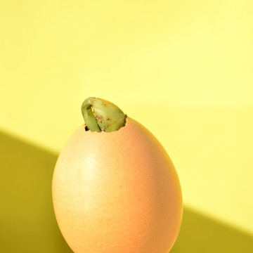 鸡蛋创意摄影